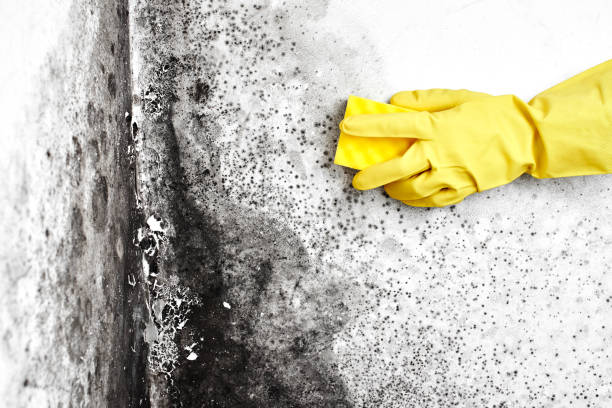Best DIY Mold Remediation Support Services in Fox Lake, WI