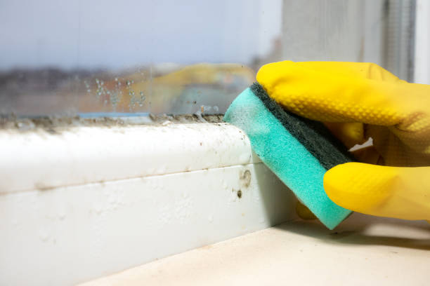 Professional Mold Remediation in Fox Lake, WI