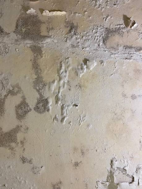 Best Mold Testing and Inspection Services in Fox Lake, WI