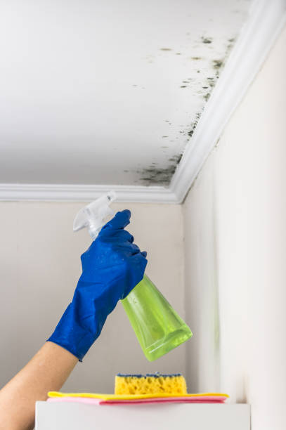 Best Industrial Mold Remediation in Fox Lake, WI
